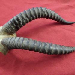 gazelle springbok bois corne paire ancienne AFRIQUE DU SUD.