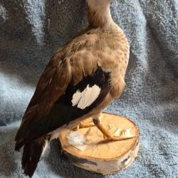Canard &agrave; collier noir  - taxidermie rare
