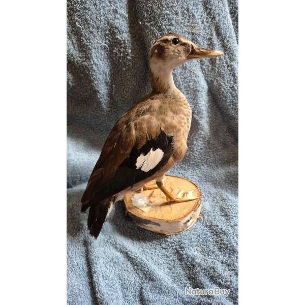 Canard � collier noir  - taxidermie rare