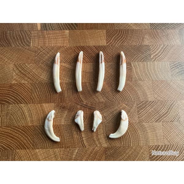 Lot de dent de sanglier 1