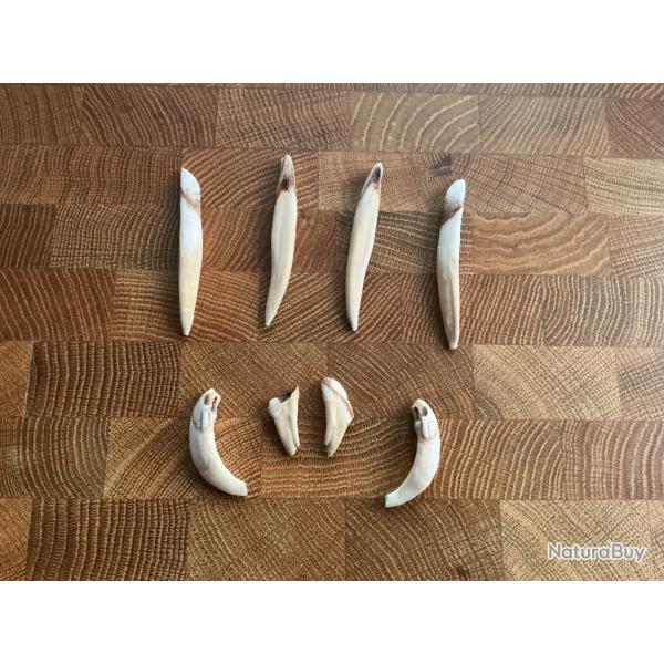 Lot de dent de sanglier 2