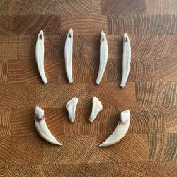 Lot de dent de sanglier 3