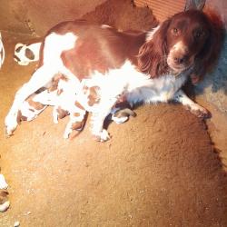 chiots springer spaniel