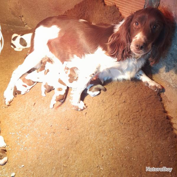 chiots springer spaniel