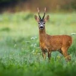 Recherche un bracelet de chevreuil en tir d'&eacute;t&eacute; &agrave; l'aff&ucirc;t de pr&eacute;f&eacute;rence pour 2026.