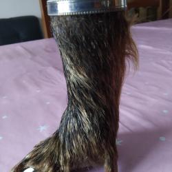 petit godet sur patte de sanglier