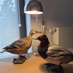 Lot de 2 canards naturalis&eacute;s