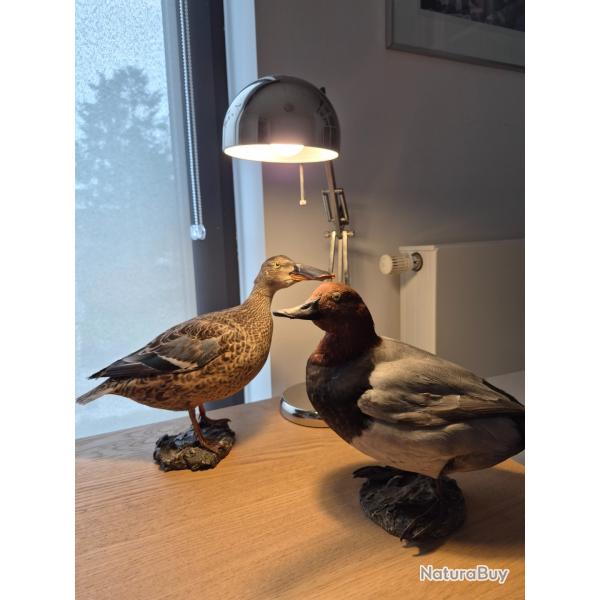 Lot de 2 canards naturalis�s