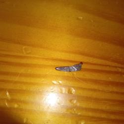 &Eacute;l&eacute;vateur de barillet velodog 6mm