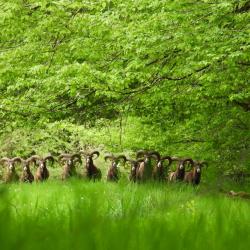 Mouflons &agrave; l'approche