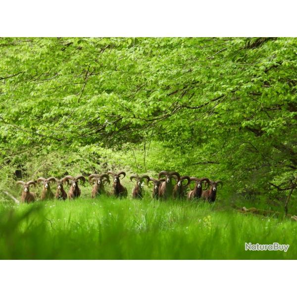 Mouflons � l'approche
