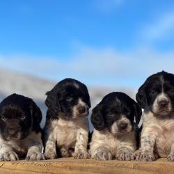 Chiot Wachtelhund (chien d'Oysel allemand)