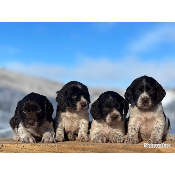 Chiot Wachtelhund (chien d'Oysel allemand)