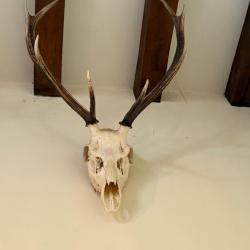 Cr&acirc;ne de cerf et bois