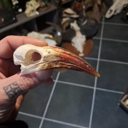 Cr&acirc;ne de calao &agrave; bec rouge ; Tockus erythrorhynchus #8