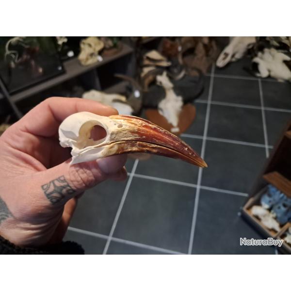 Cr�ne de calao � bec rouge ; Tockus erythrorhynchus #8