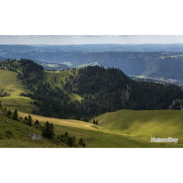 recherche bague de chamois ou chevreuil a l approche jura doubs cote d'or