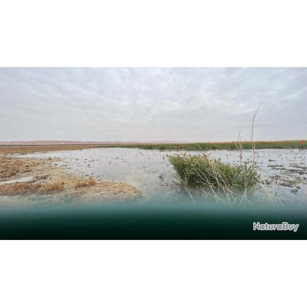 La chasse du sanglier en Tunisie avec un monde de chasse