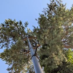 M&acirc;t en carbone pour la chasse du pigeon ramier/Palombe 15m