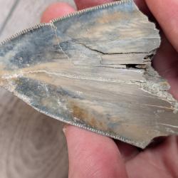 Megalodon : dent fossile - Indon&eacute;sie - 7.5 cm