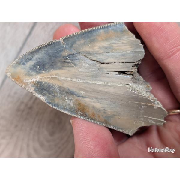 Megalodon : dent fossile - Indon�sie - 7.5 cm