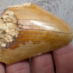 Megalodon : dent fossile - Indon&eacute;sie - 5.6 cm