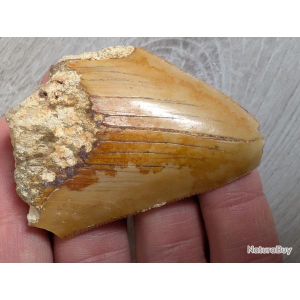 Megalodon : dent fossile - Indon�sie - 5.6 cm