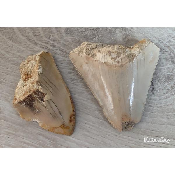2 dents megalodon fossiles - 100% naturelles - 4.2 and 4.5 cm