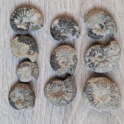 Lot 10 ammonites fossiles pyritis&eacute;es de France (Vaches Noires, Calvados)