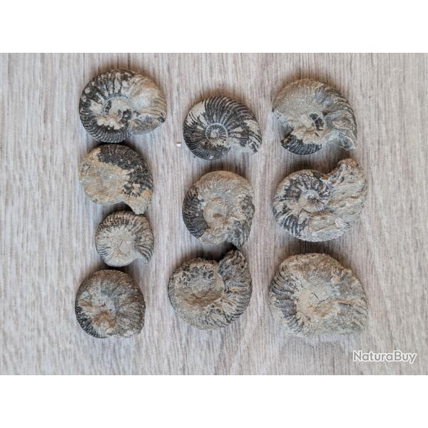 Lot 10 ammonites fossiles pyritis�es de France (Vaches Noires, Calvados)