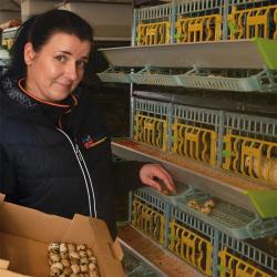 Cage cailles pondeuses &eacute;tage suppl&eacute;mentaire