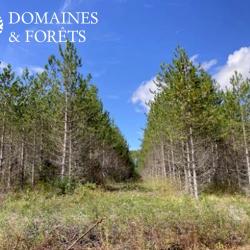Propri&eacute;t&eacute; Foresti&egrave;re dans le Lot-et-Garonne d'environ 43 hectares DF-642-A