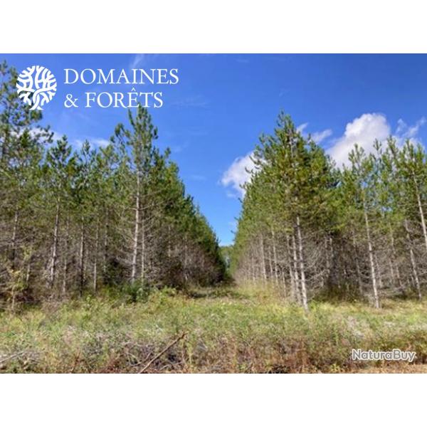 Propri�t� Foresti�re dans le Lot-et-Garonne d'environ 43 hectares DF-642-A