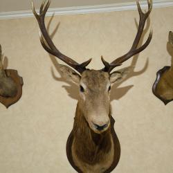 taxidermie troph&eacute;e cerf