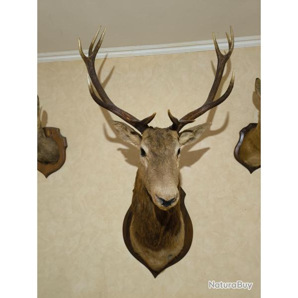 taxidermie troph�e cerf