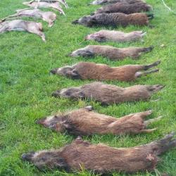 Recherche partenaire petit et grand gibier