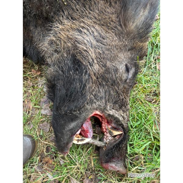 Chasse aux sangliers dans la nievre