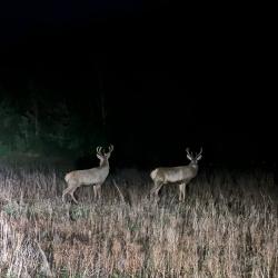 action chasse a l'arc