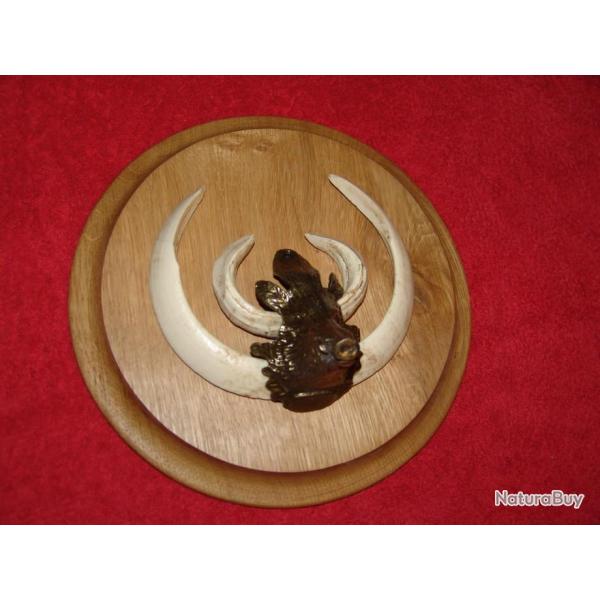 feuille de ch�ne , HURE t�te de sanglier en bronze (grande) 9,5cm x 6,5cm