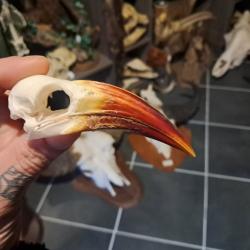 Cr&acirc;ne de calao &agrave; bec rouge ; Tockus erythrorhynchus #9