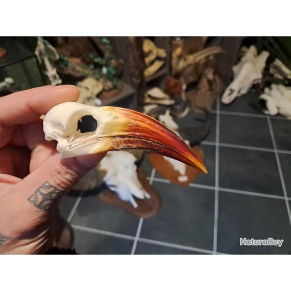 Cr�ne de calao � bec rouge ; Tockus erythrorhynchus #9