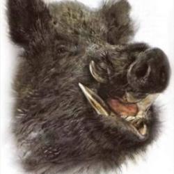 Chasse gros gibiers (77)