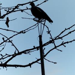 M&acirc;t pour chasse aux pigeons