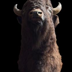 t&ecirc;te de bison taxidermie