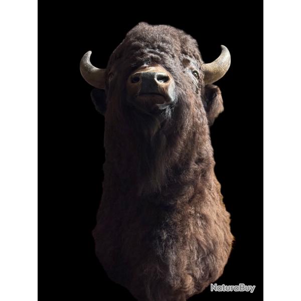 t�te de bison taxidermie