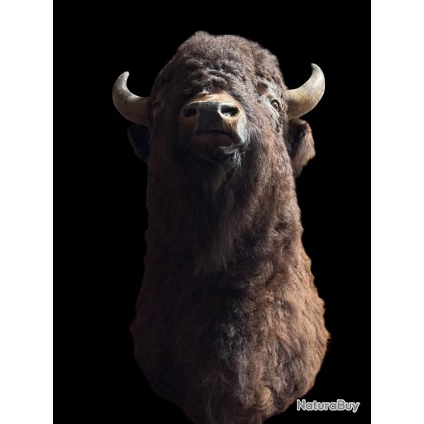�CHANGE  OU VENDS CONTRE ARMES ANCIENNES.   DEUX CAPES  de bison gigantesques