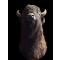 petites annonces chasse pêche : ÉCHANGE OU VENDS CONTRE ARMES ANCIENNES. DEUX CAPES de bison gigantesques