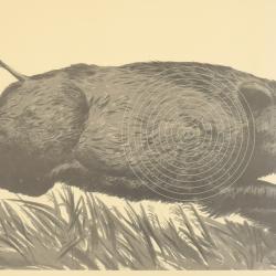 PACK  de 10 cible sanglier courant