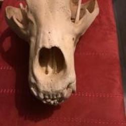 Cr&acirc;ne ours grizzly