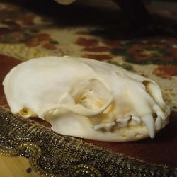 crane de vison cabinet de curiosit&eacute; collection d&eacute;coration skull ost&eacute;ologie